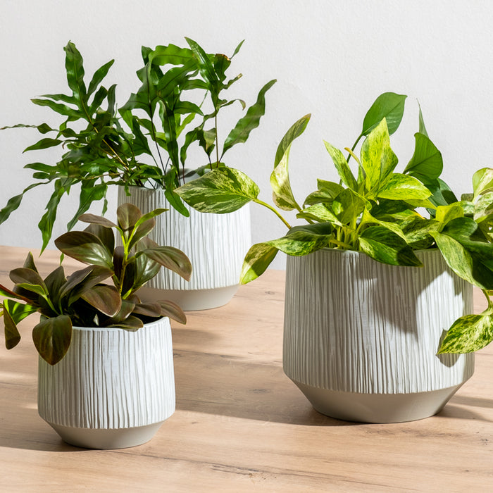 Ceramic Planter Etched - Grey Stripe