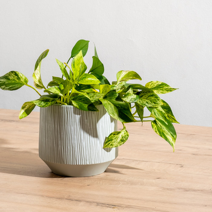 Ceramic Planter Etched - Grey Stripe