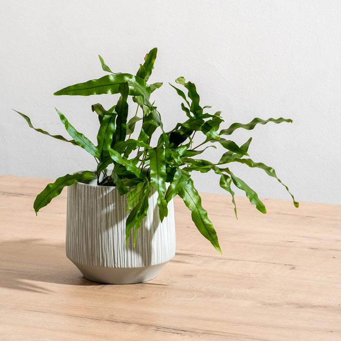 Ceramic Planter Etched - Grey Stripe