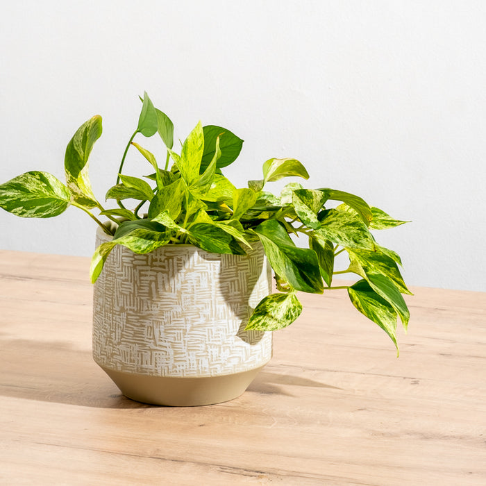 Ceramic Planter Etched - Taupe Criss Cross