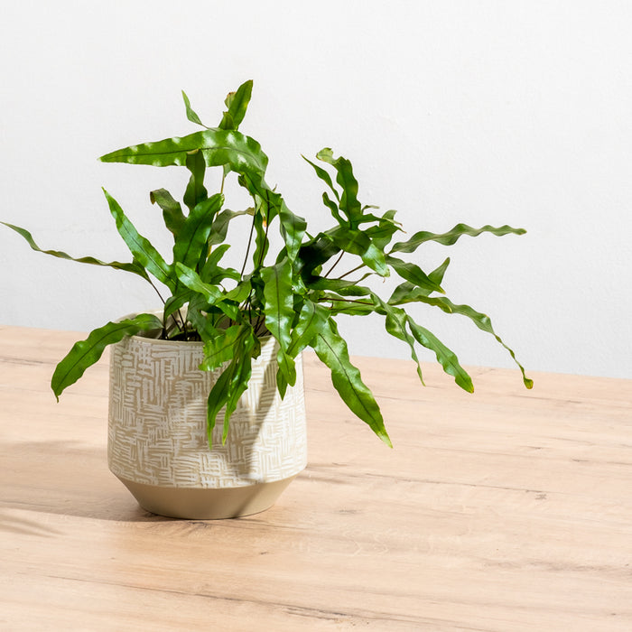 Ceramic Planter Etched - Taupe Criss Cross