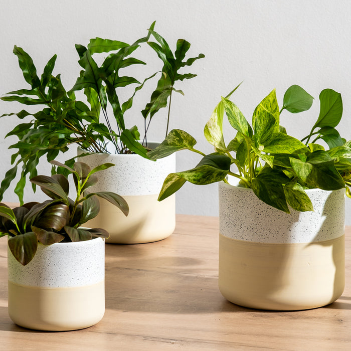 Ceramic Planter - Cream Two-Tone