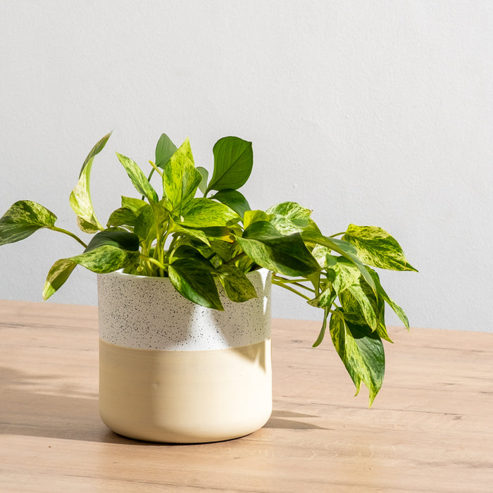 Ceramic Planter - Cream Two-Tone