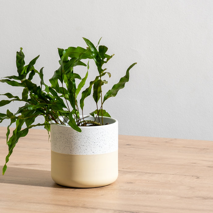 Ceramic Planter - Cream Two-Tone