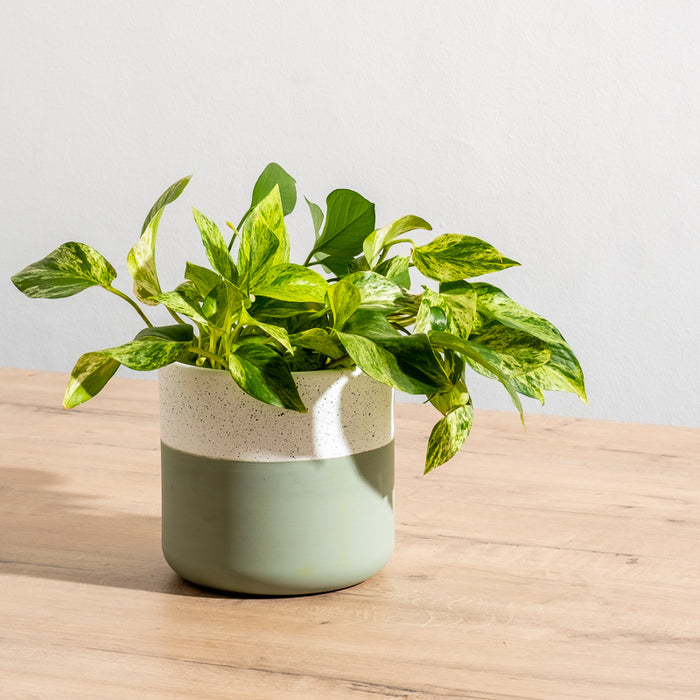 Ceramic Planter - Moss Two-Tone