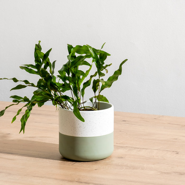 Ceramic Planter - Moss Two-Tone