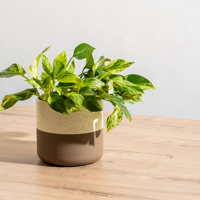 Ceramic Planter - Taupe Two-Tone