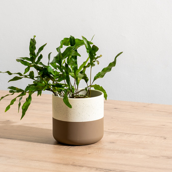 Ceramic Planter - Taupe Two-Tone