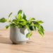 Ceramic Planter Etched - Grey Stripe-Décor