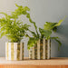 Home.Life Planter Natural Bold Stripe Forest-Décor