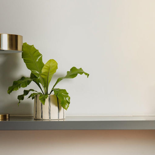 Home.Life Planter Natural Double Stripe Black-Décor