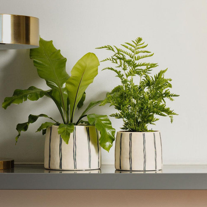 Home.Life Planter Natural Double Stripe Black-Décor