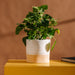 Home.Life Planter White with Natural Base-Planter