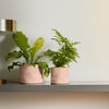 Home.Life Shaped Planter Organic Blush