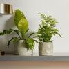 Home.Life Shaped Planter Organic Dusty Green
