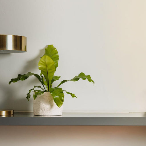 Home.Life Shaped Planter Organic Natural Ivory-DÃ©cor